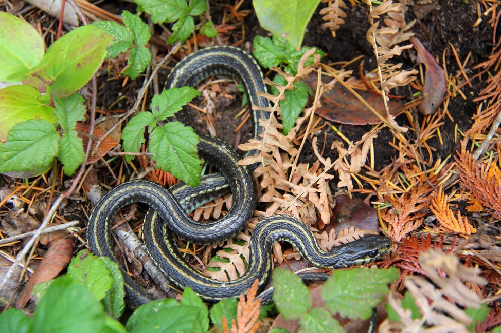 explore-sunshine-coast-2