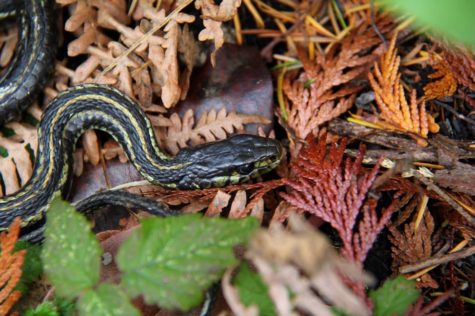 explore-sunshine-coast-4