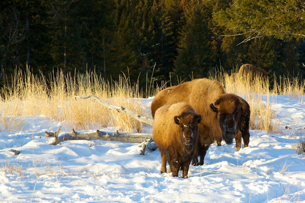 yellowstone_bison_2-min