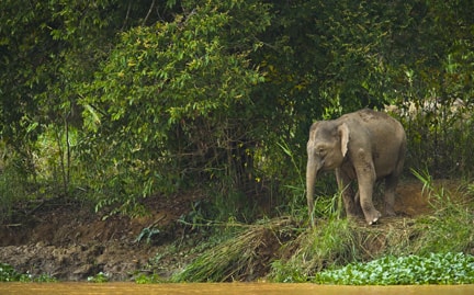 large-pygmy-elephant-photo-min